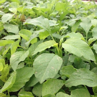 Hạt giống rau dền xanh - gói 20 gram