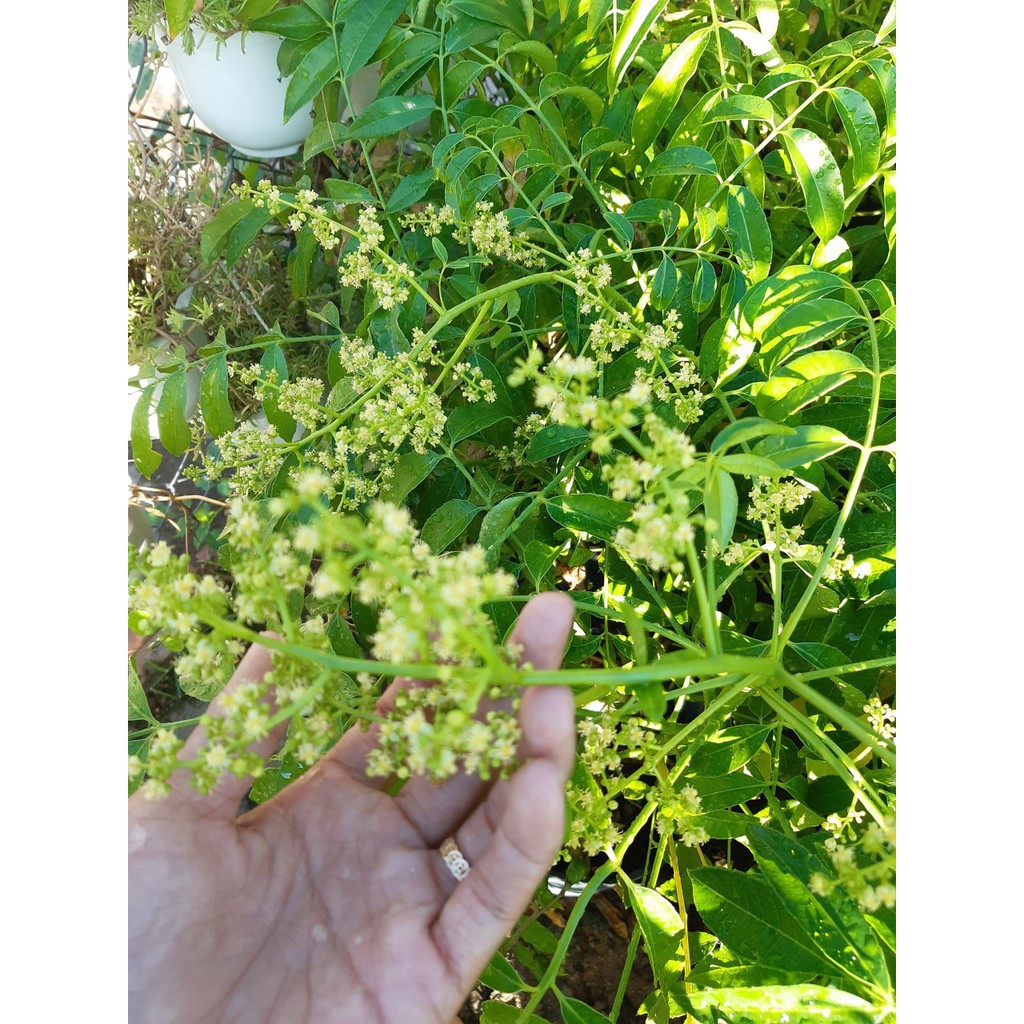 Cây cóc thái lớn đang hoa trái