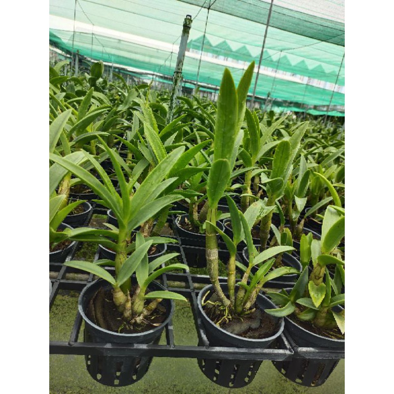 Den tre tím hoa thơm