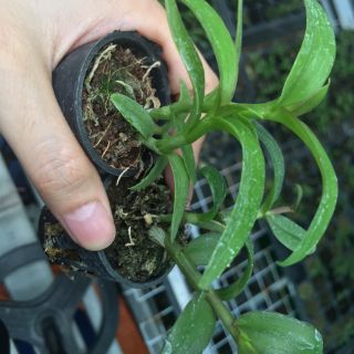 [FREESHIP TỪ 50K] Phi Điệp Hòa Bình cốc giống