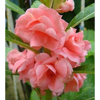 Hạt giống Hoa Móng Tay Nhiều Màu