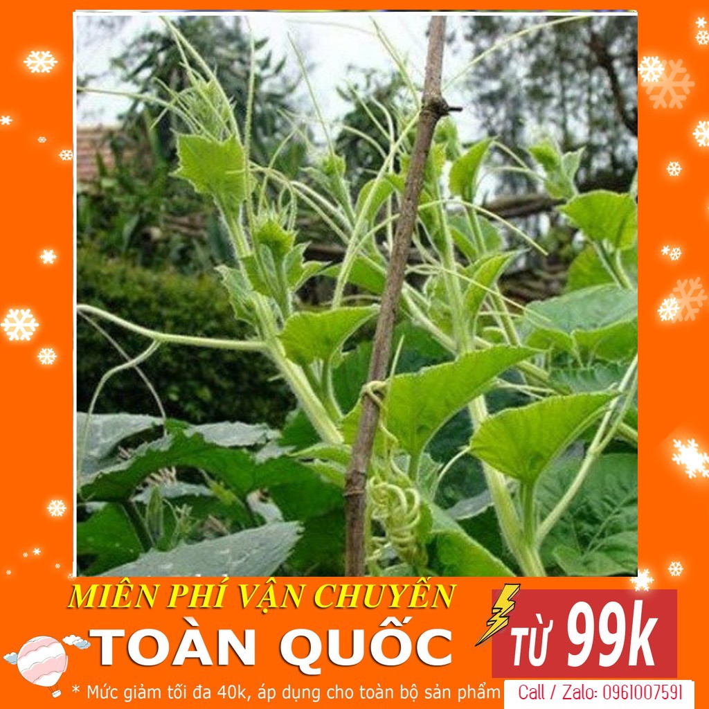 [TOP] Hạt Giống Bí Siêu Ngọn Mập - 10 gram [ Tặng Kèm 1 Viên Nén Xơ Dừa ]