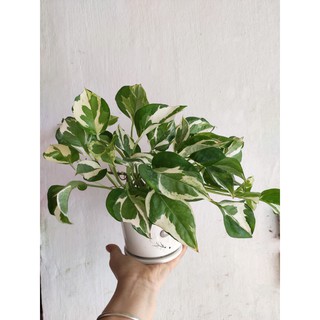 (Xanhshop22) Chậu cây trầu bà sữa