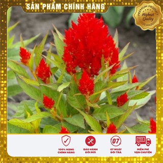 Hạt Giống Hoa Mào Gà Lửa Đỏ(100 hạt)