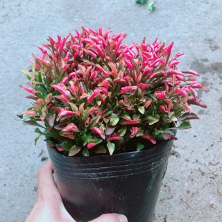 Cây Kỷ Đỏ (Dền Đỏ)