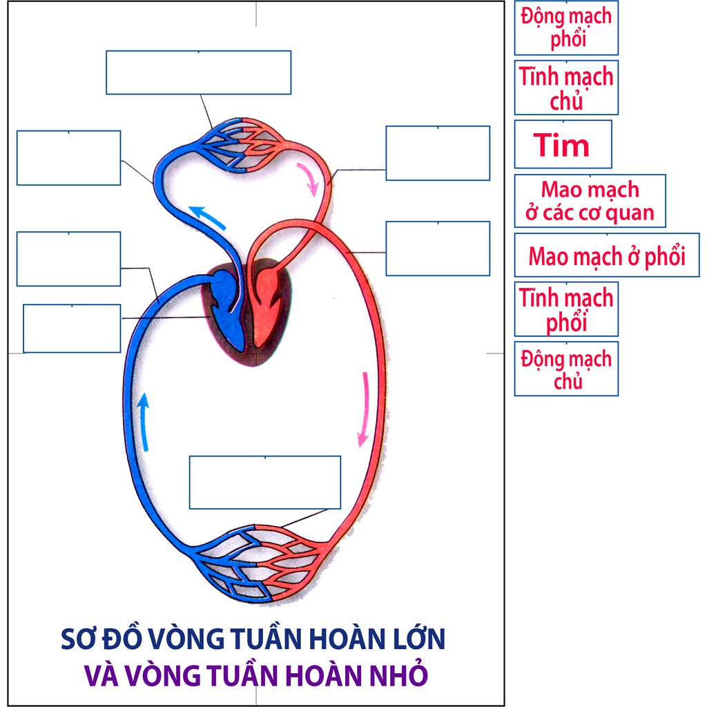 [Đồ dùng dạy học] Vòng tuần hoàn lớn - nhỏ