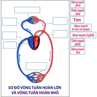 [Đồ dùng dạy học] Vòng tuần hoàn lớn - nhỏ
