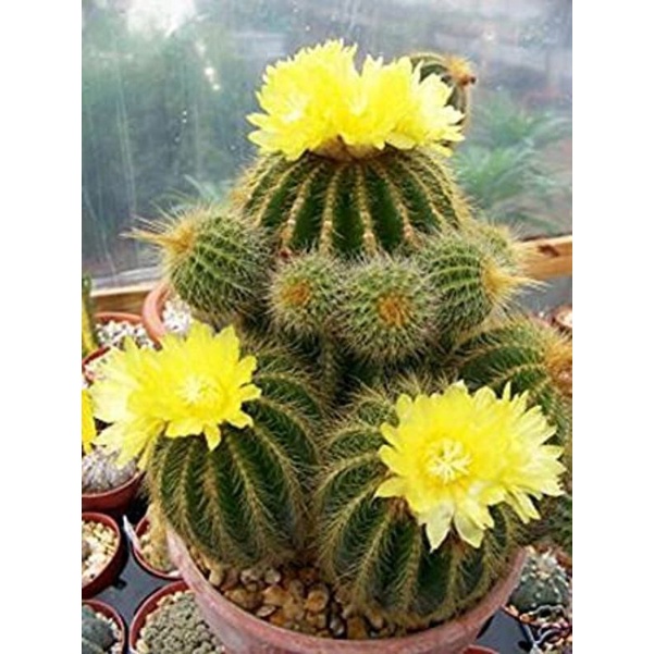 Sale 50%- Xương Rồng Hoàng Kim chậu to