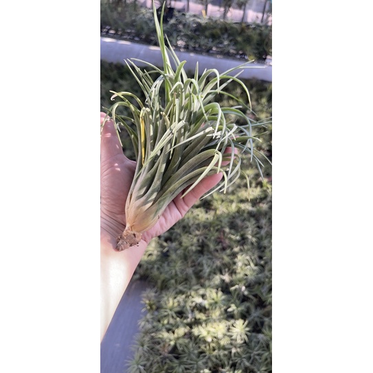 Cây không khí Tillandsia victoria -Victoria giant.