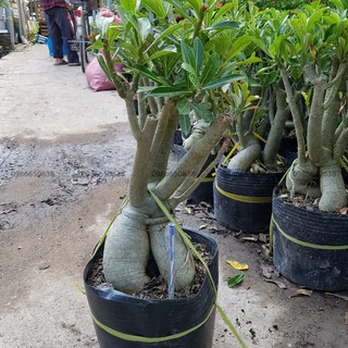 HOA SỨ THÁI