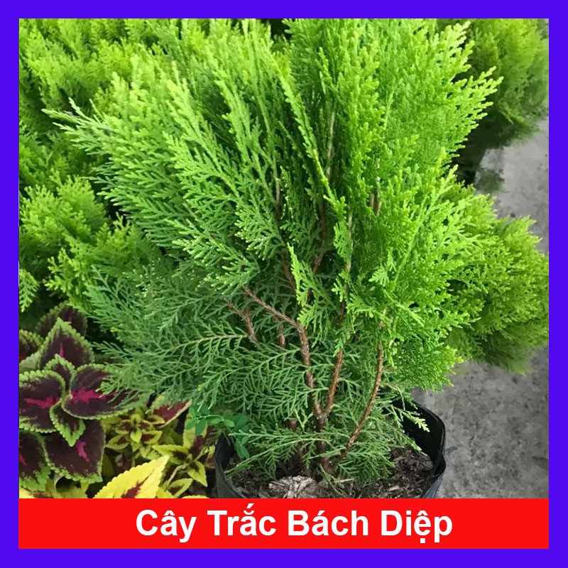 Cây trắc bách diệp +tặng phân bón cho cây mau lớn