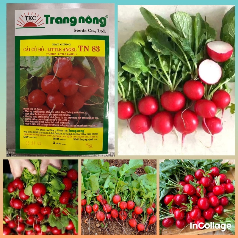 5gram hạt giống củ cải đỏ tròn baby Trang nông