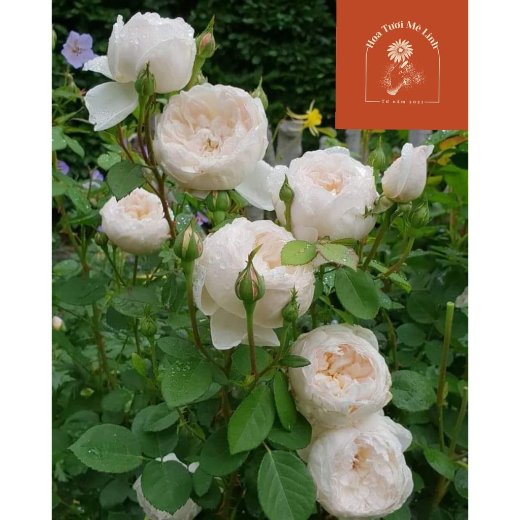 Hoa hồng ngoại Glamis Castle trắng siêu hot -Hoa Tuoi Me Linh