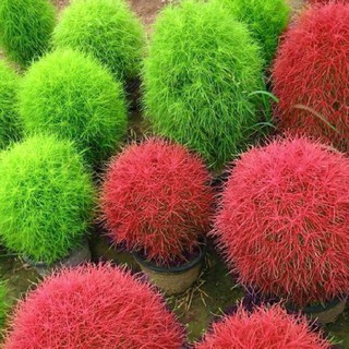 Hạt giống cỏ đổi màu
