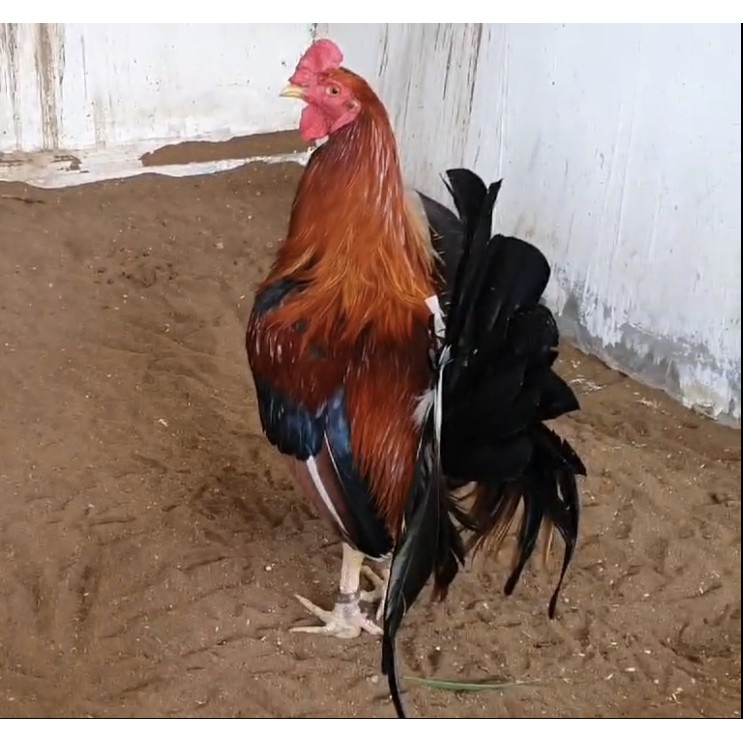 10 Vỉ  Viên Ôn Thanh - Phòng Trừ Các Bệnh Cho Gà