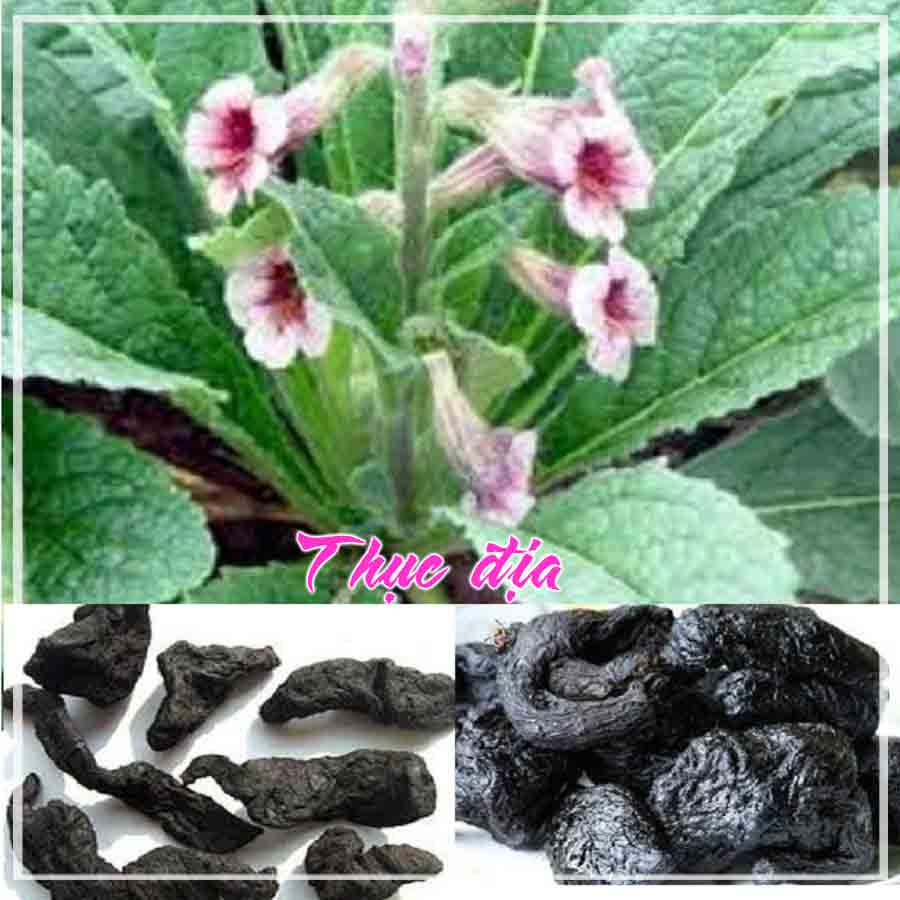 Thảo dược THỤC ĐỊA khô sạch loại 1 đóng gói 500gram - Congtyduoclieuhonglan