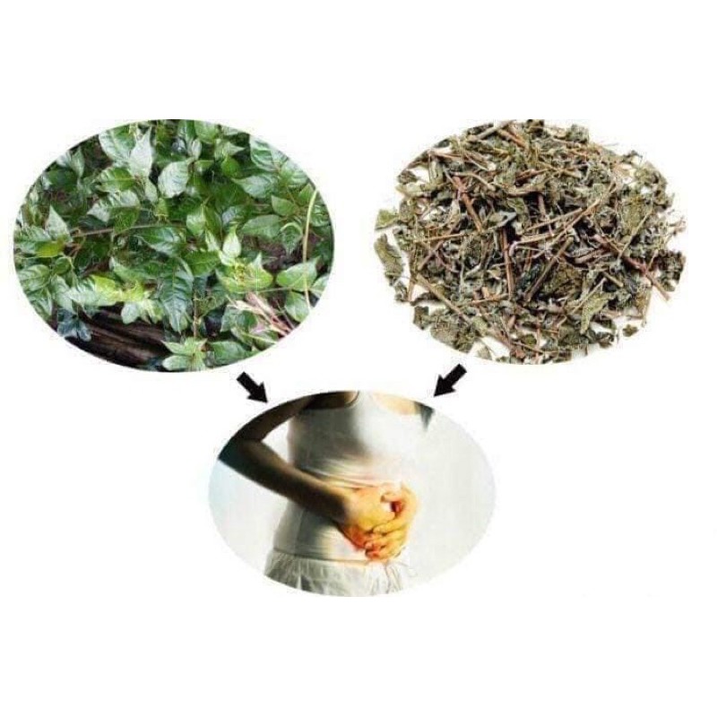 🌳🌳CHÈ DÂY RỪNG Măng đen 1 ký