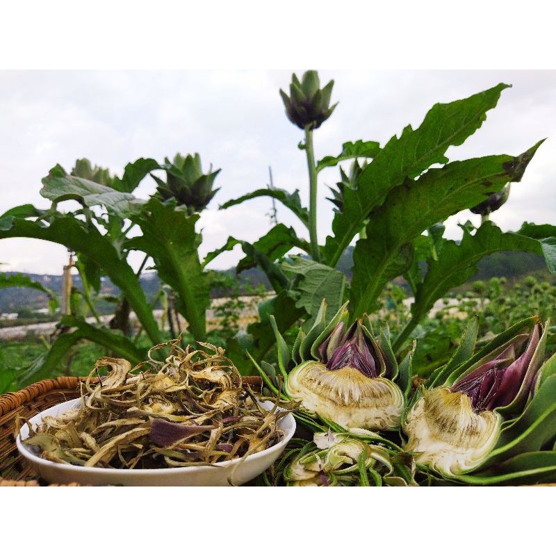 Bông atiso khô nguyên chất