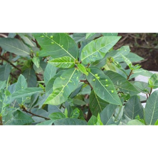 Lá sung tươi 300g