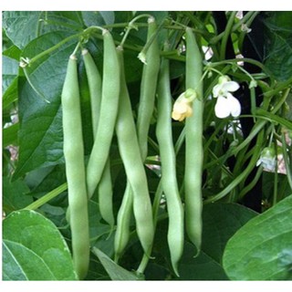 Hạt giống đậu cove leo cao sản Thuận Điền gói 20g