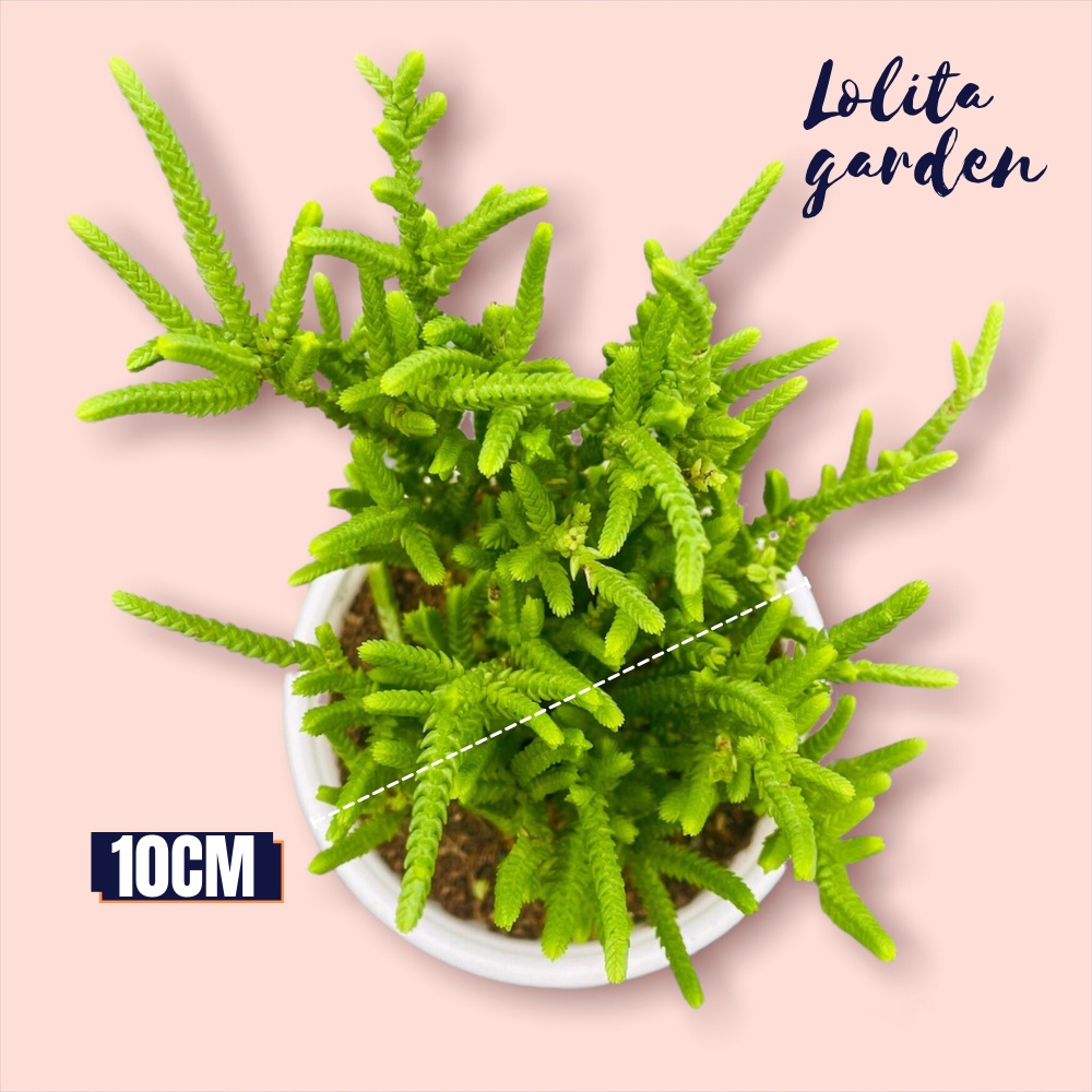 Cỏ trúc xanh Đà Lạt size trung bình cây cảnh trang trí nhà cửa Lolita garden