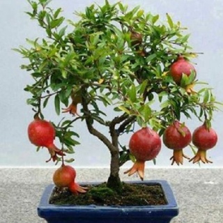 Hạt giống lựu lùn bonsai f1 - gói 10 hạt kns2106