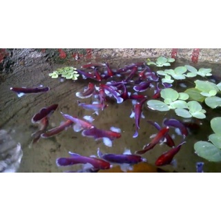 'Cám' combo 7 bé Betta Dumbo size 2.5 tháng