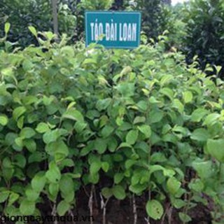 Cây táo lê quả khổng lồ