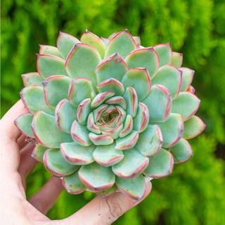 Sen đá viền đỏ 9-11cm - vườn sen đá