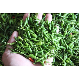 Hạt giống Ớt xiêm xanh lai - Gói lớn nhiều hạt - Tặng gói kích nảy mầm