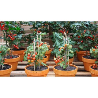 Hạt Giống Cà Chua BonSai Đỏ ( 30 Hạt)