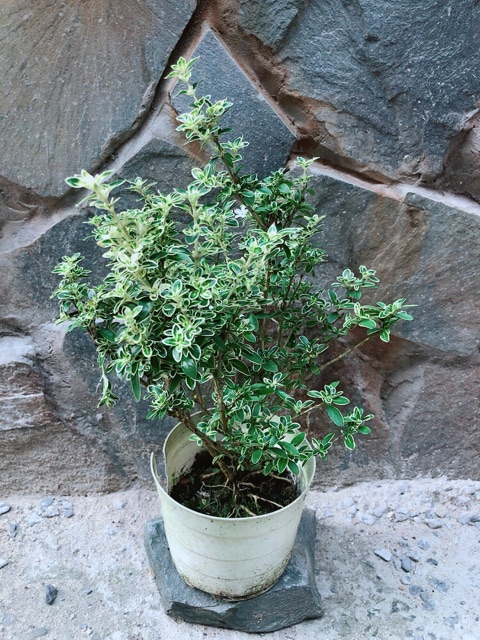 Cây Bạch Tuyết Mai