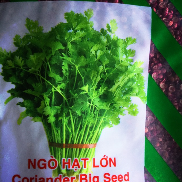 Hạt ngò - rau mùi 1kg