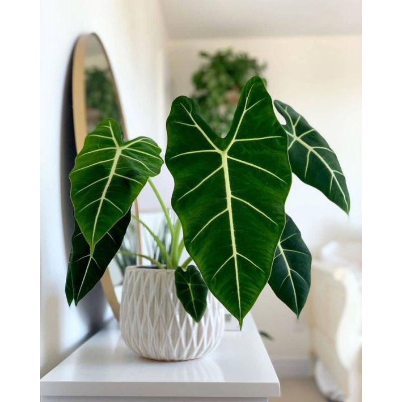 Cây Alocasia Frydek - Cây môn nhung