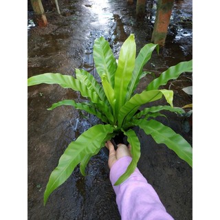 Cây ráng ổ phụng