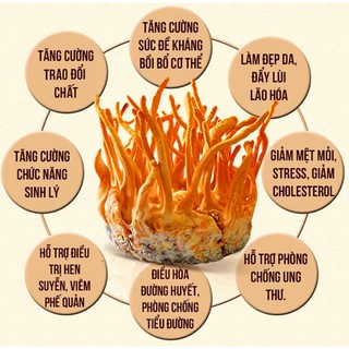 YẾN TƯƠI CHƯNG SẲN