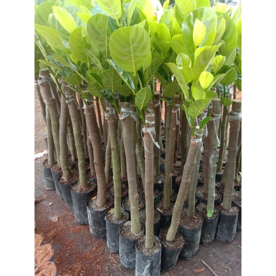 Cây giống mít thái lùn