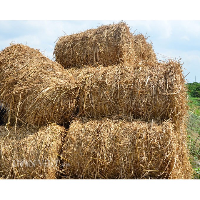 Cuộn rơm rạ khô dành cho nuôi trâu bò trồng nấm đa dạng kích thước số lượng lớn giá rẻ tại xưởng