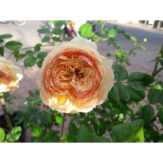 Combo 3 Bầu hoa hồng leo juliet siêu đẹp