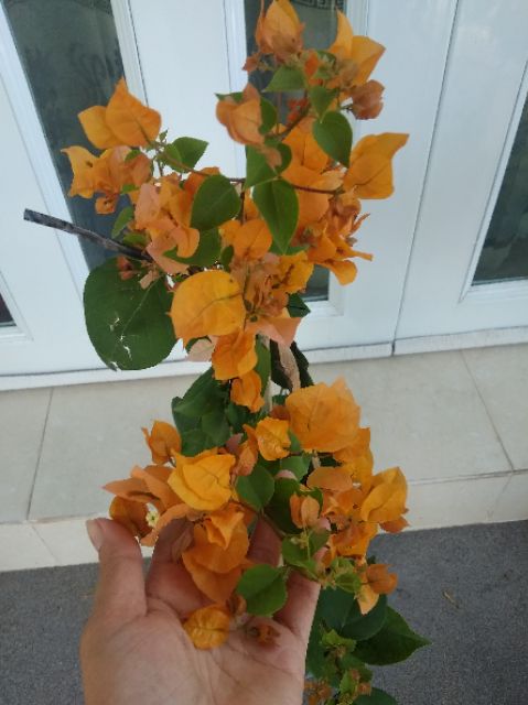 Cây hoa giấy  siêu hoa