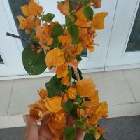 Cây 🌲 Hoa Giấy ( màu vàng ) siêu hoa Leo ♌ giàn