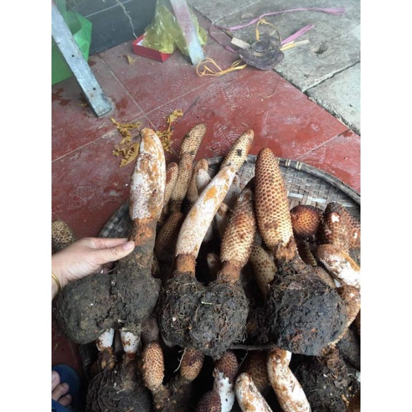 Nấm tích dương