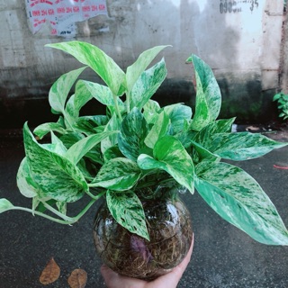 Chậu Trầu Bà Sữa Trồng Thuỷ Sinh