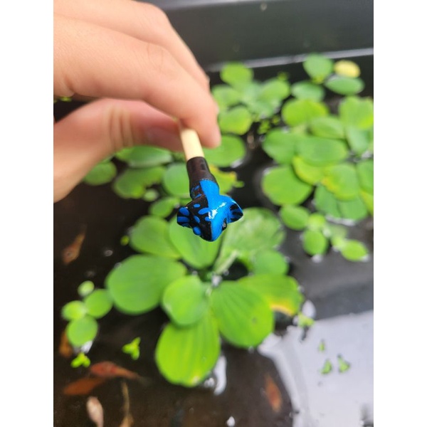 CÂY KÈ CÁ BETTA