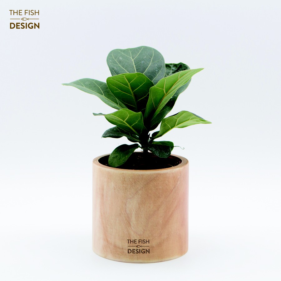 CHẬU GỖ TRỤ TRÒN | THE FISH DESIGN | BigBuy360 - bigbuy360.vn