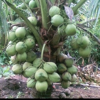 Cây giống dừa xiêm xanh( dừa lùn)