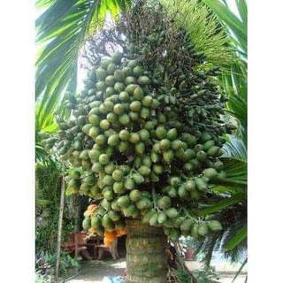 Cây Giống Cau Tứ Quý