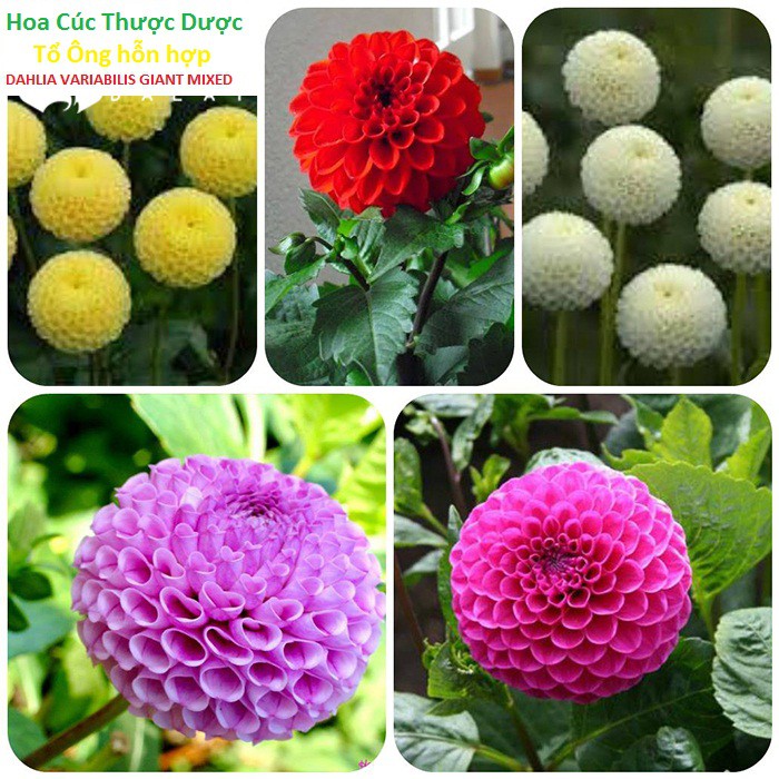 Hoa cúc thược dược tổ ong hỗn hợp - DAHLIA VARIABILIS GIANT MIXED gói 1gr/60hạt