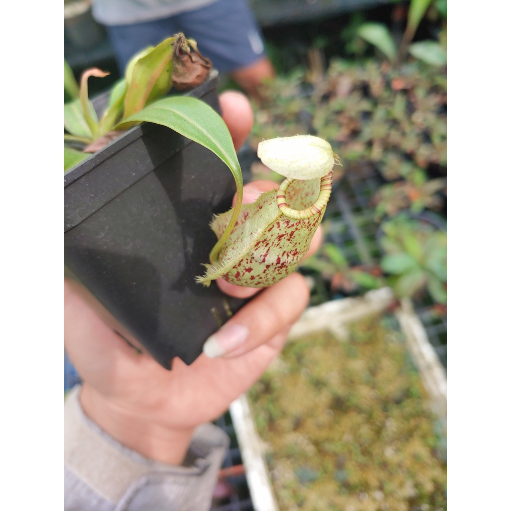 Cây Bắt Muỗi , Cây Bẩy Kẹp, Gọng Vó, Hố Bẩy, Nắp Ấm, Cỏ Bơ  Ăn Thịt Côn Trùng Bắt Muỗi Lọc Không Khí Dễ trồng