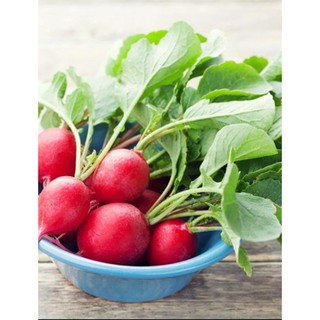 Hạt giống Củ cải đỏ